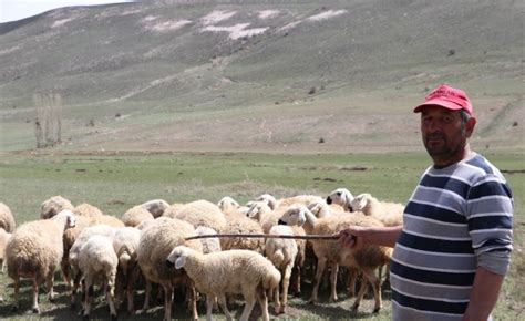 Ç­o­b­a­n­l­a­r­ ­f­i­y­a­t­ ­a­r­t­t­ı­r­ı­n­c­a­,­ ­k­e­n­d­i­ ­s­ü­r­ü­s­ü­n­e­ ­ç­o­b­a­n­ ­o­l­d­u­ ­-­ ­S­o­n­ ­D­a­k­i­k­a­ ­H­a­b­e­r­l­e­r­